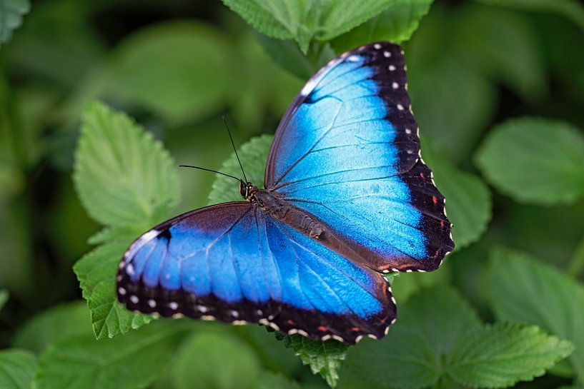 peleides blue morpho par gea strucks