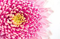 Licht roze bloem met geel hart van Noud de Greef thumbnail