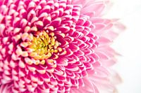 Hellrosa Blume mit gelber Mitte