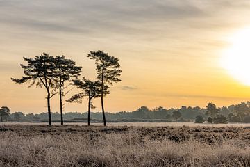 Koud en warm tegelijk. De heide op een winterochtend! van John Dekkers