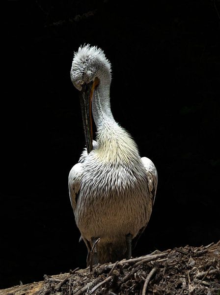 Crucible pelican. by Wouter Van der Zwan