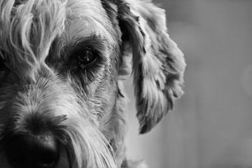 Le chien peut
