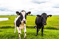 Cows in Holland van Brian Morgan thumbnail