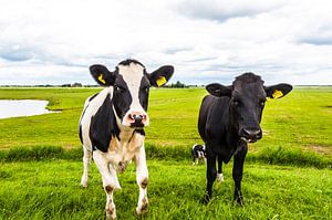 Cows in Holland