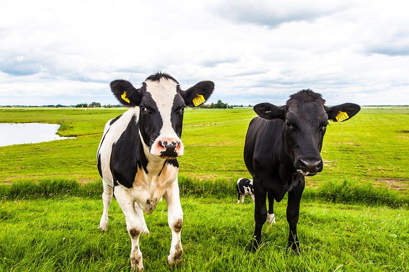 Cows in Holland par Brian Morgan