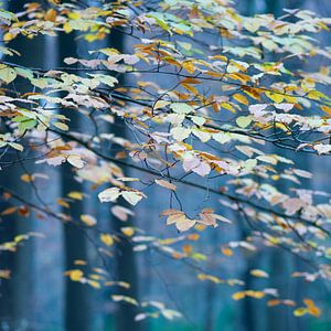 Eindruck vom Wald