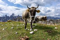 Posing cow in the mountains