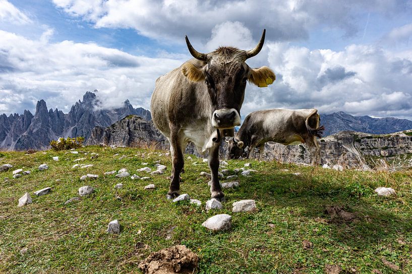 Posing cow in the mountains by Lynn Haverhals