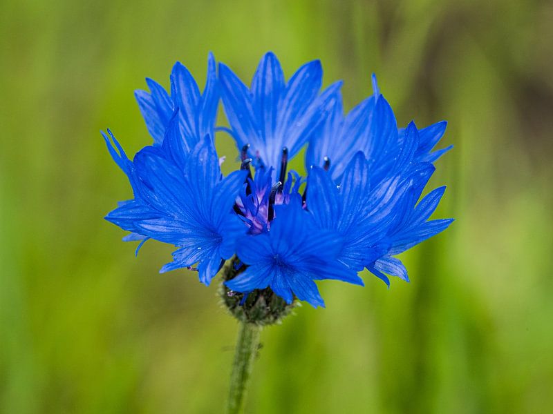 Bleuet par Jack Tummers