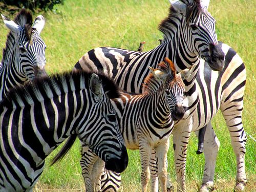 Zebra familie
