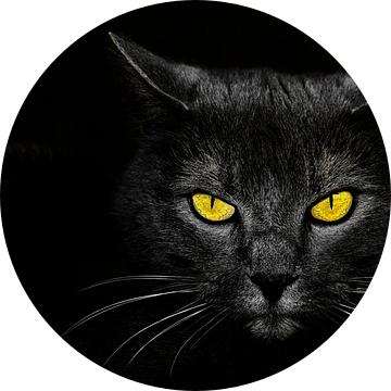 Zwarte kat van Davorin Baloh