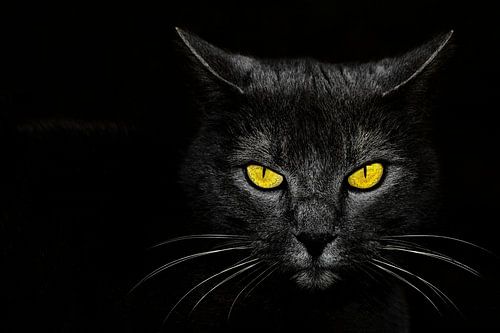 Black Cat