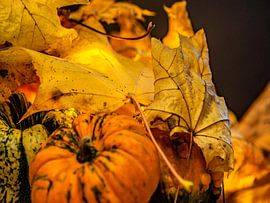 CONCEPT AUTOMNE : DES CITROUILLES EN OCTOBRE sur Photoart-Naegele