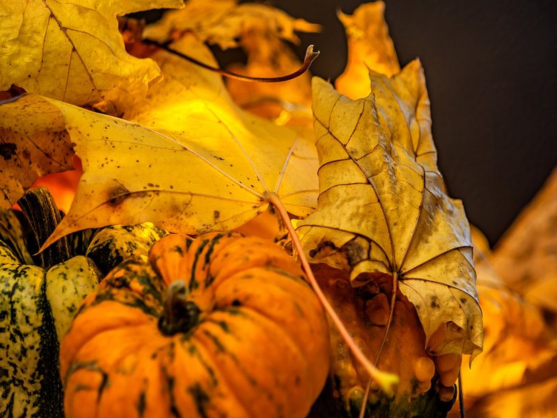 AUTUMN CONCEPT : PUMPKINS IN OCTOBER by Photoart-Naegele