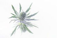 Simplicity and tranquillity: A thistle by Marjolijn van den Berg thumbnail