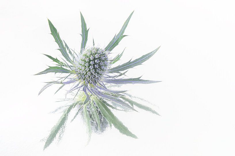 Simplicity and tranquillity: A thistle by Marjolijn van den Berg
