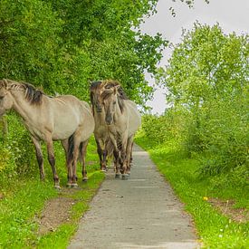 Konik-Pferde im Grünen von Patricia Hofmeester