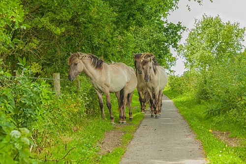 Des chevaux Konik dans la verdure