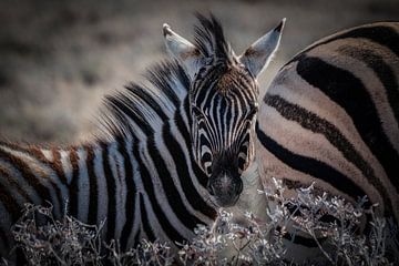 Stay behind mommy by Loris Photography