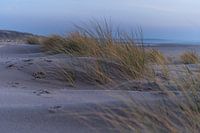 Wandeling in de duinen
