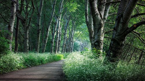 Matin dans les bois, Broekpolderbos, Vlaardingen