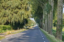 Polder ribbon in the Haarlemmermeer by Corinne Kalisvaart