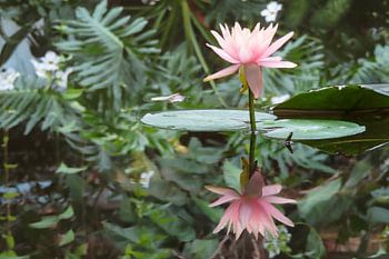Nénuphar avec reflet