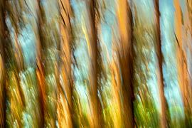 INSEL FISCHLAND-DARSS-ZINGST ICM - wild dancer