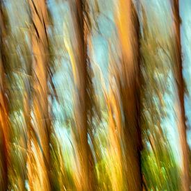 INSEL FISCHLAND-DARSS-ZINGST ICM - wild dancer von Bernd Hoyen
