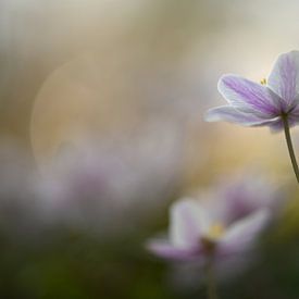 Wood anemones in search of the light by Bianca Dekkers-van Uden