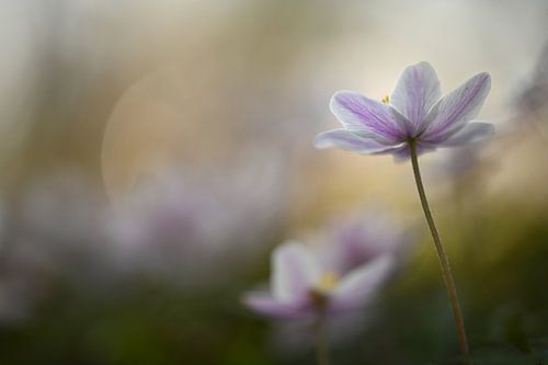 Wood anemones in search of the light by Bianca Dekkers-van Uden