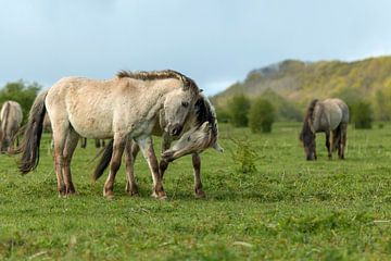 Spelende paarden