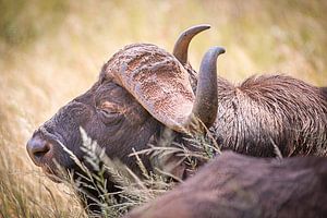 Sleeping Buffalo van Thomas Froemmel