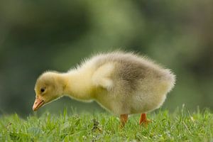 Schattig kuiken