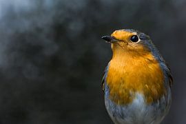 Our robin by Danny Slijfer Natuurfotografie