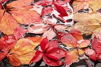 autumn leaves