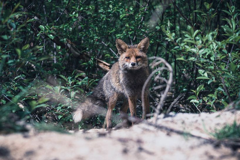 Fox von Kelly Kutterik Photography