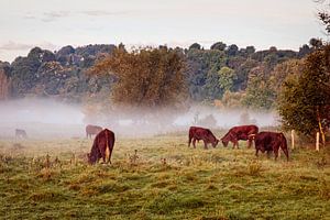 Kühe im Nebel von Rob Boon