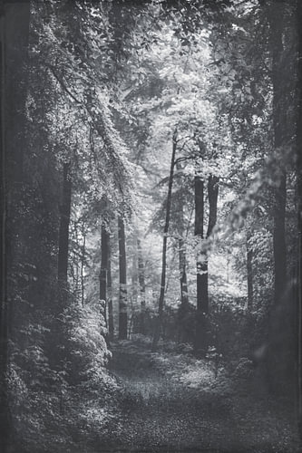 Sentier forestier mystique sur Dirk Wüstenhagen