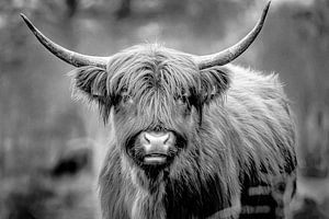 Schottische Highlander