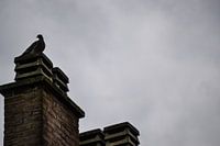 Pigeon / duif 