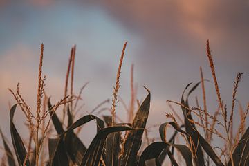 The angelic sky and the cornfield