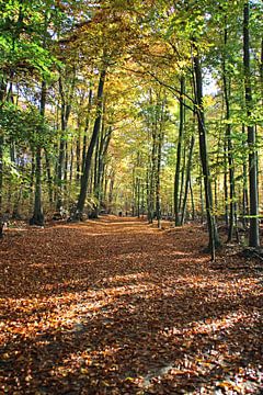 Ein Waldweg im Herbst von Jörg Sabel - Fotografie