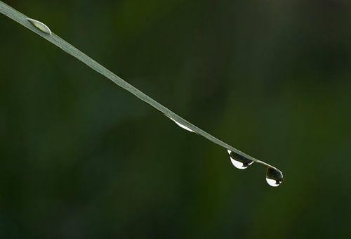 Druppels op stengel