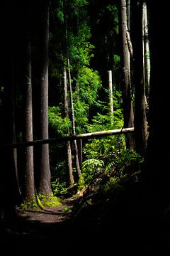 Subtropisch bos, Azoren von Tomas Grootveld