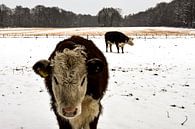 cow in the snow by Jesse Wilhelm thumbnail
