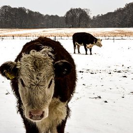 cow in the snow by Jesse Wilhelm
