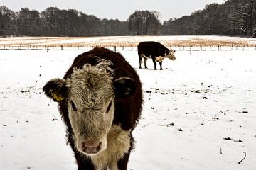 koe in de sneeuw