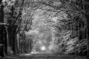 Waldweg in Schwarz und Weiß