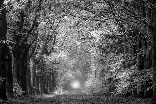 Chemin forestier en noir et blanc